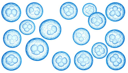 Microscopic image showing multiple cells with nuclei, appearing as clusters within each sphere