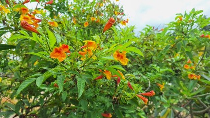 Vibrant Orange Yellow Trumpet Flowers Blooming Freshly in Tropical Natural Garden