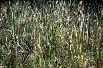Obraz premium Summertime cattails in the sunshine