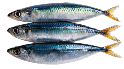 Three Shiny Sardines isolated on a Transparent or white Background