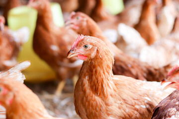 A lot of brown chicken in chicken farm