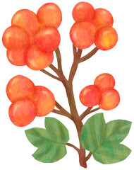 ガマズミのイラスト 秋イメージ