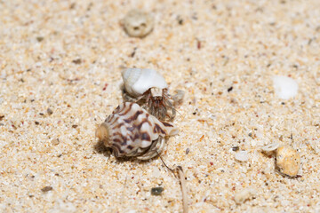 沖縄の浜辺のオカヤドカリ