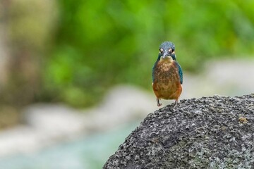 岩の上でのんびりくつろぐカワセミ幼鳥オス