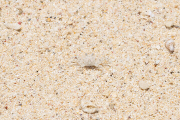 砂浜と同じ色をしたミナミスナガニ