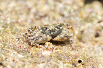 磯にたたずむイソガニ