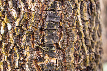 Old tree bark texture background