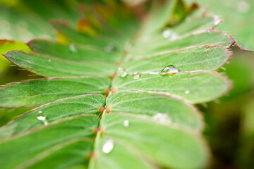 Beautiful rain water drop on green leaf closeup natural background