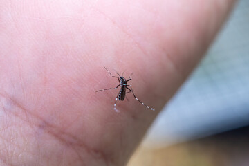 Aedes aegypti mosquitoes on human hand