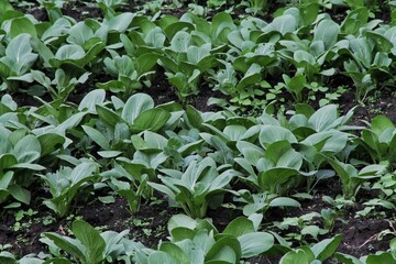 Fresh Green Pak Choi Growing in a Garden Vegetation Close-Up