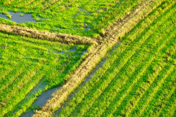 Green Rice Field Pattern with Water and Soil Cross Section View