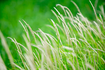 Lush Green Grass Blades in Gentle Breeze on a Sunny Day