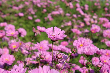pink cosmos flowers