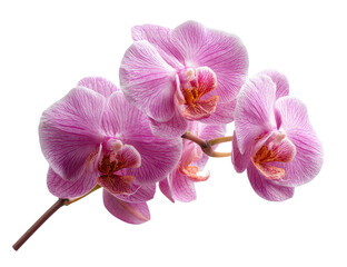 Obraz premium Close-up of three pink orchids on a stem. Soft focus, vibrant color