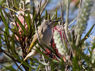 Brown Honeyeater (Lichmera indistincta) perched in a flowering shrub.