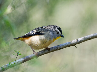 Spotted Pardalote (Pardalotus punctatus) perched on a branch in woodlands with green bokeh background at Maitland New South Wales Australia