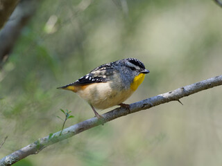 Spotted Pardalote (Pardalotus punctatus) perched on a branch in woodlands with green bokeh background at Maitland New South Wales Australia