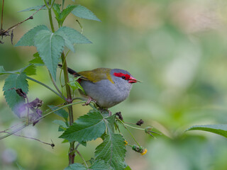 Red-browed Finch (Neochmia temporalis) perched on a stalk eating seeds.