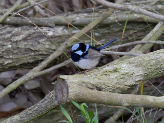 Male Superb Fairywren (Malurus cyaneus) perched on a recently sawn branch