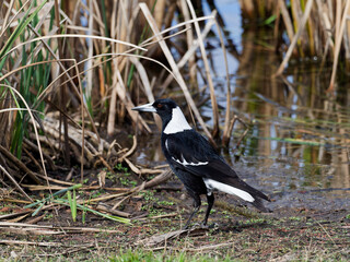 Australian magpie (Gymnorhina tibicen) standing on the shorline of a lagoon at a suburban wetlands.