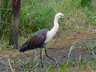 Pacific Heron or White Necked Heron (Ardea pacifica) exploring a wetlands swamp foraging for food.