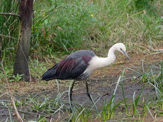 Pacific Heron or White Necked Heron (Ardea pacifica) exploring a wetlands swamp foraging for food.