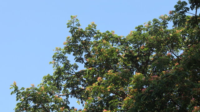 The red flowers of the rain tree bloom very thickly, covering the canopy of the leaves.