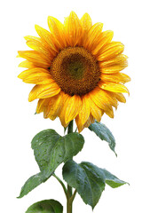 Obraz premium Close-up of a vibrant sunflower (1)