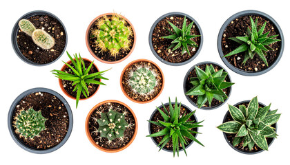Overhead shot of diverse potted cacti and succulents, arranged against a black background