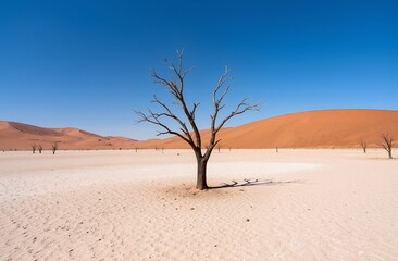 lonely tree in the desert