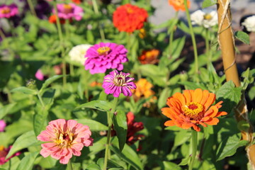 Zinnia's In Bloom, U of A Botanic Garden, Devon, Alberta