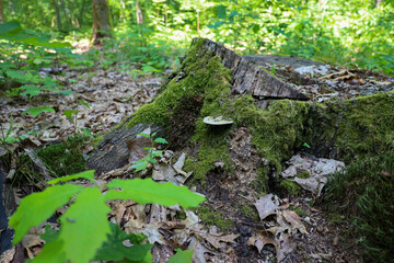 Obraz premium An old tree stump, covered in thick green moss and forest mushrooms, looks like a part of a fairytale forest. 