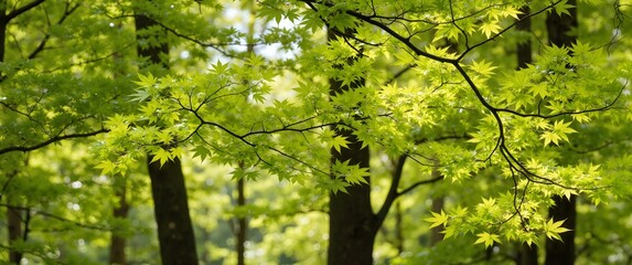 green leaves background
