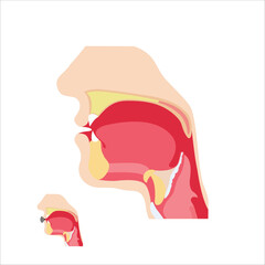 human throat anatomy vector