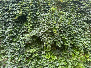 Natural green ivy leaves growing on the wall or fence as vertical garden can be used for background or wallpaper. An ivy-covered wall. Leaves wall texture background. Green Ivy wall. 