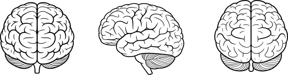 Human brain anatomy illustration, neuroscience clipart, medical brain vector, side and top view brain drawing for science, education use
