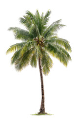 Isolated coconut palm tree, lush green fronds, light tan trunk