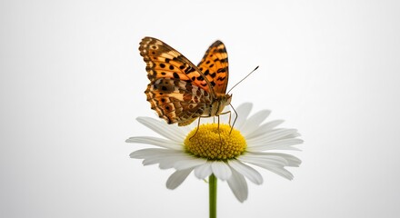 Fototapeta premium Delicate butterfly gently rests on bright daisy soft light. AI Generated