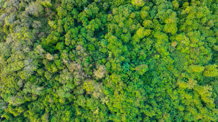 aerial view of dark green forest Abundant natural ecosystems of rainforest. Concept of nature forest preservation and reforestation.	