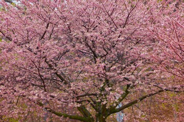 pink cherry tree in blossom in spring