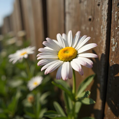 Obraz premium A white daisy flower with yellow center blooms against a rustic wooden fence background.