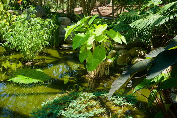 Naklejka premium Taro and Aquatic Plantings