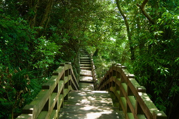Naklejka premium Forest Stairs to the Falls