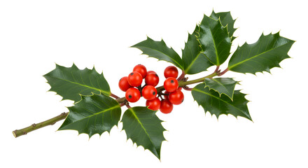 Christmas holly branch with red berries