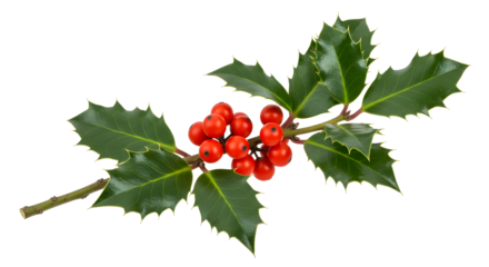 Christmas holly branch with red berries