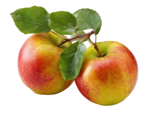 Two red and yellow apples with leaves