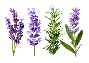 Fototapeta premium Close-up of lavender and rosemary sprigs (1)