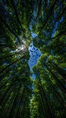 Naklejka premium A Flock of Birds Soars Through a Sun-Dappled Forest Canopy, Viewed from Below