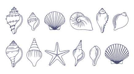 Variety of detailed seashells and starfish illustrations