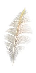 Fototapeta premium decorative 3d feather on transparent background
